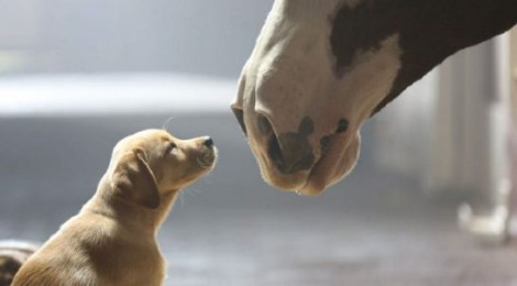 Still from the Budweiser ad 'puppy love', an example of 'sadvertising' at work.